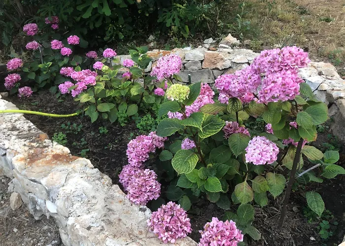 Petite Maison De Charme Avec Piscine Et Pins Centenaires * Nimes